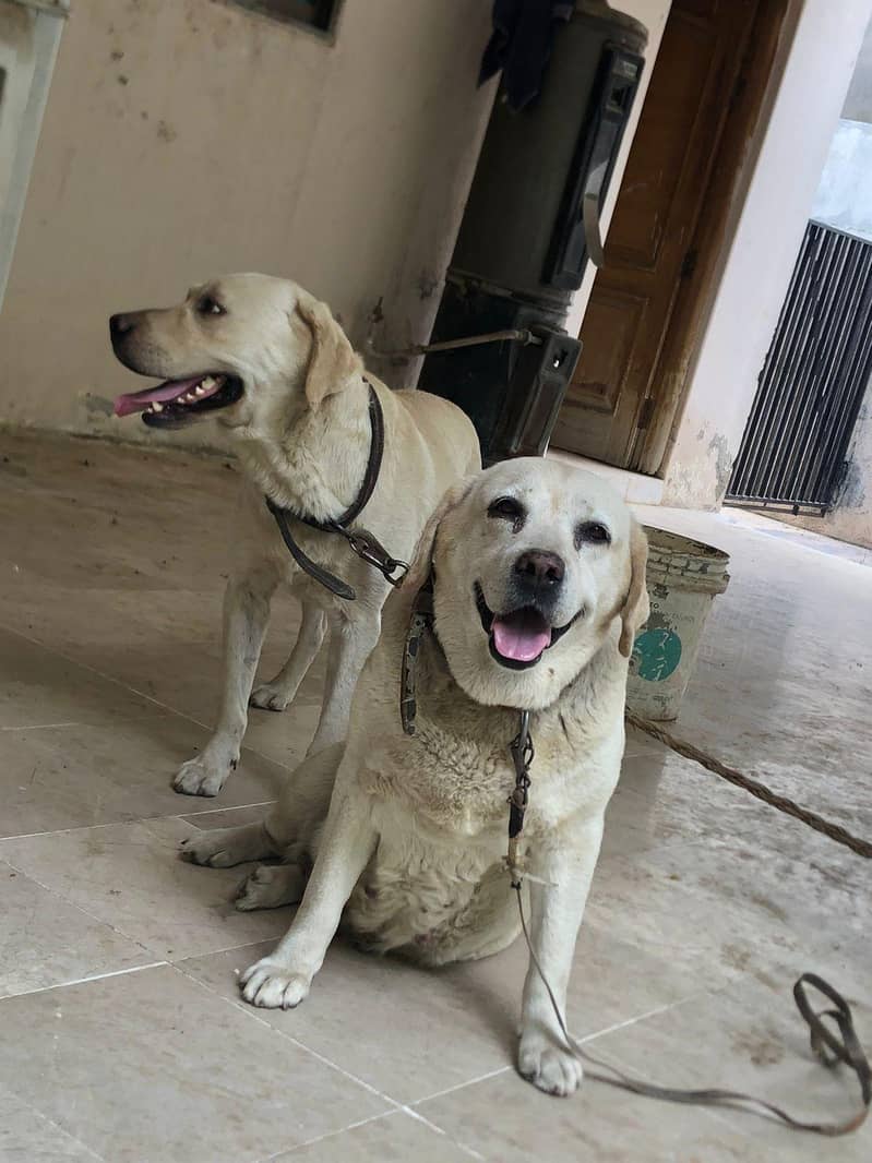Labrador 03235787273 8