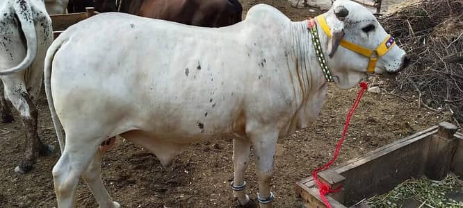 Bull For Qurbani  / Desi Bachre / Qurbani 2026