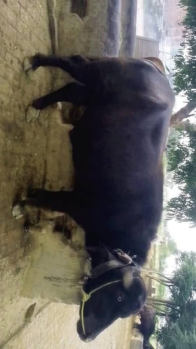 qurbani ke liye 3 katte for sale gujrawala Nandi pur