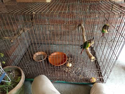 Strong iron cage