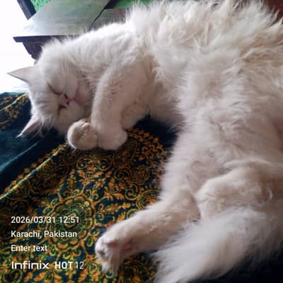 1 year old Pure white female Persian cat with blue eyes