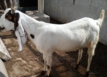  Healthy Khassi Goats Available for Sale – Nazimabad 2, Karachi 