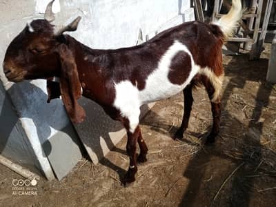 Healthy Khassi Goats Available for Sale – Nazimabad 2, Karachi