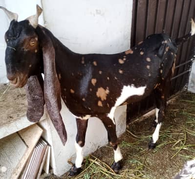 Healthy Khassi Goats Available for Sale – Nazimabad 2, Karachi