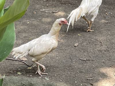 Aseel Heera pair for sale