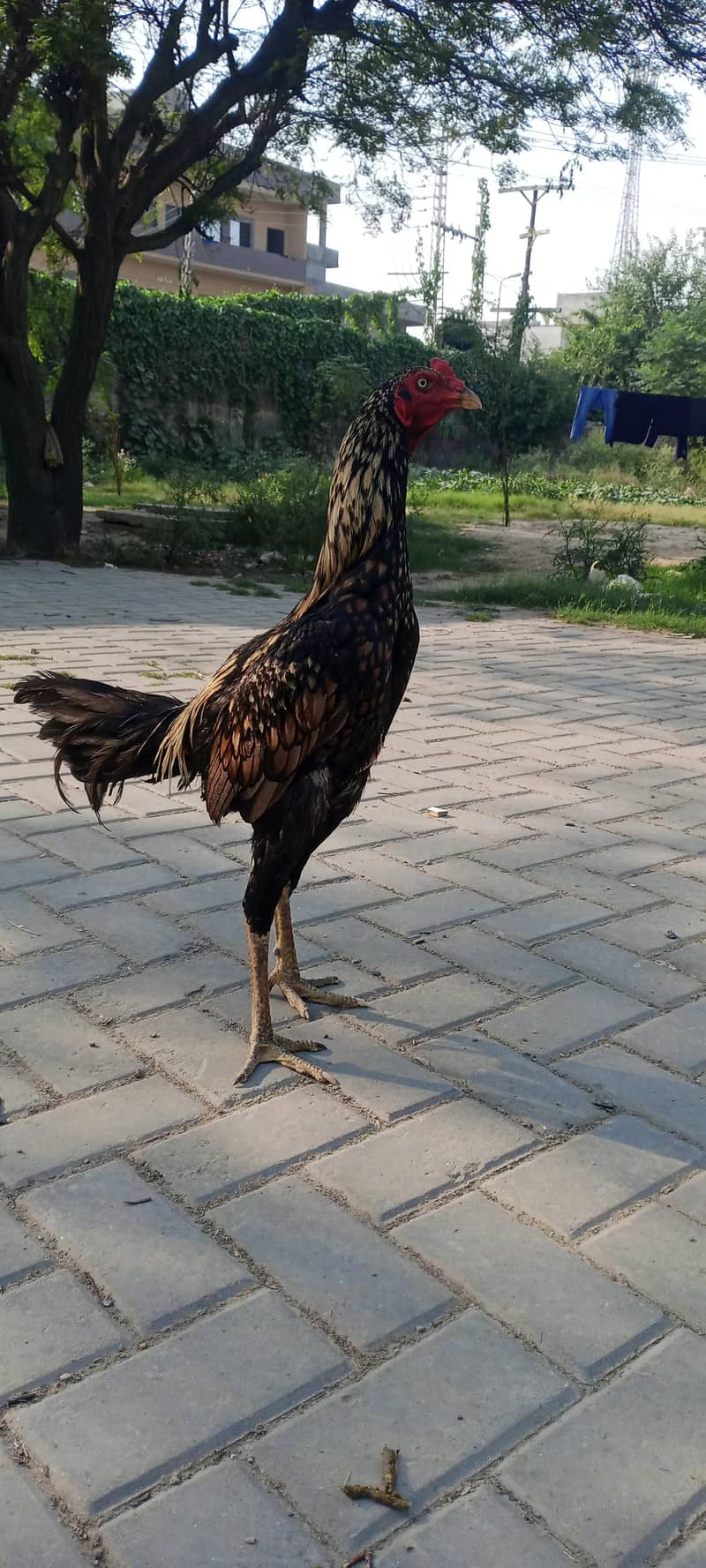 Walatii pathaaa 5