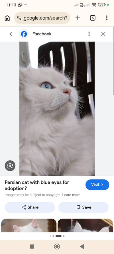Beautiful blue eyes cat