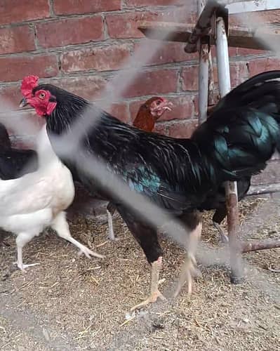 1 Agressive Roaster for Sale