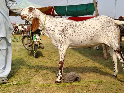 bakra