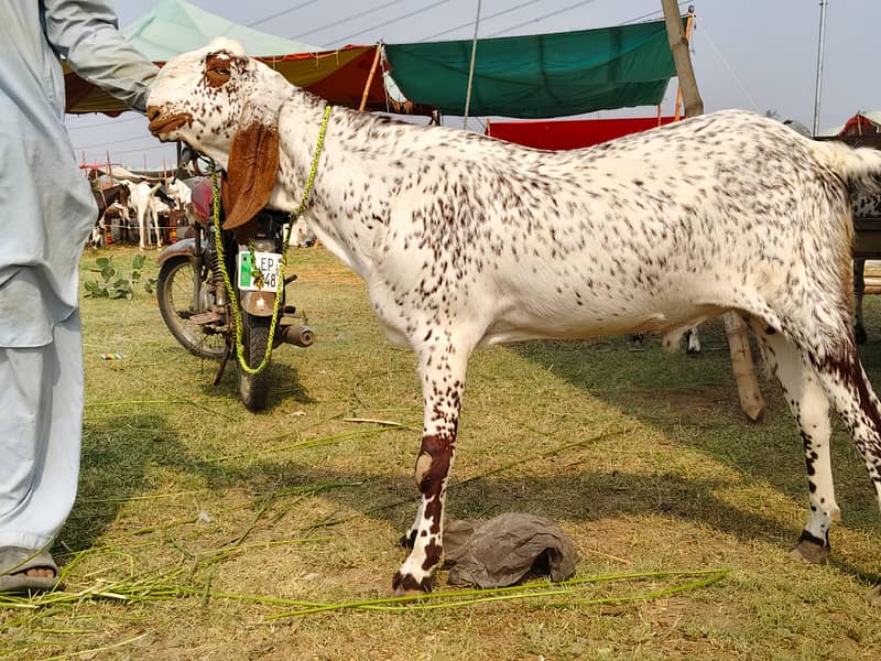 bakra 0