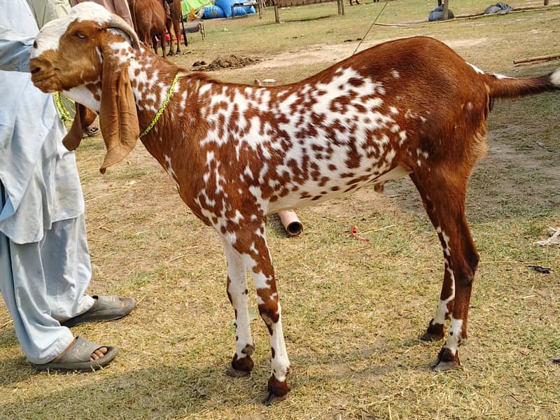 bakra 1