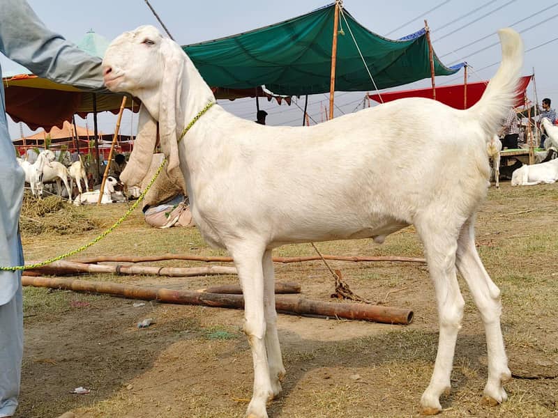 bakra 2