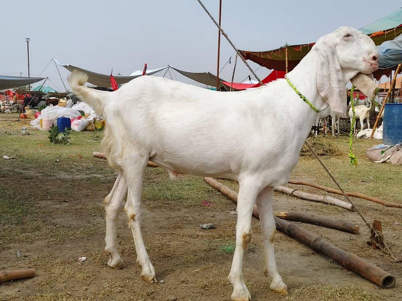 bakra 3