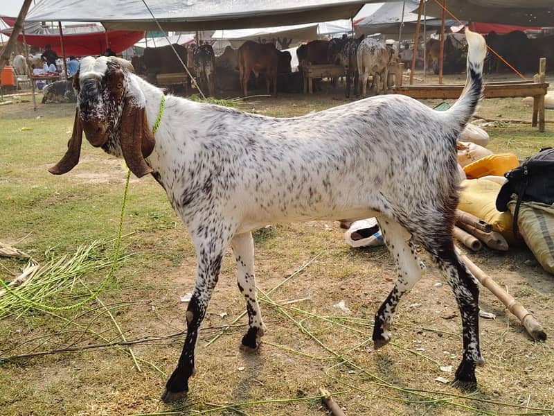 bakra 4