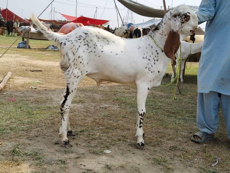 bakra 5