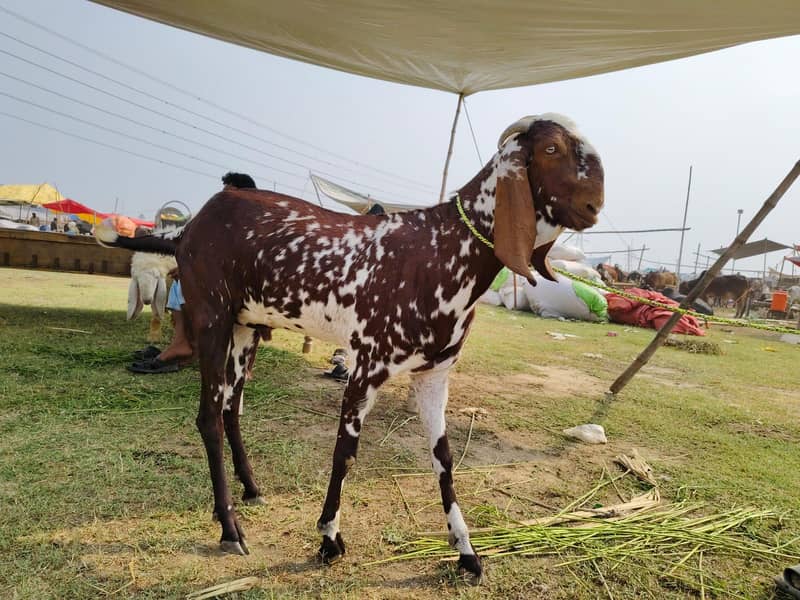 bakra 6