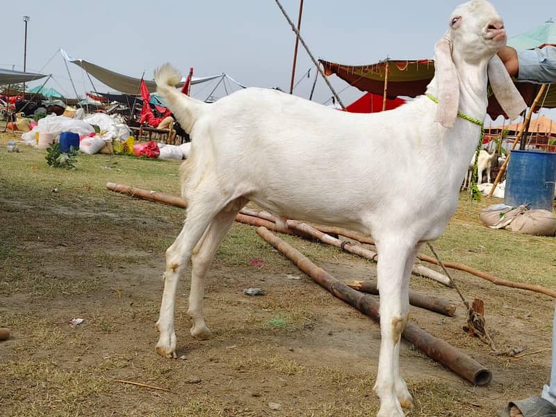 bakra 7