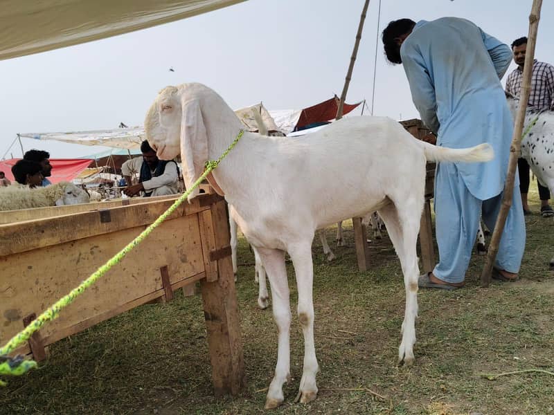 bakra 8