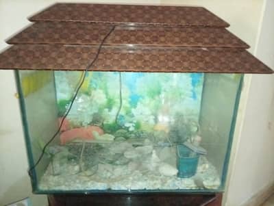 Fish Aquarium