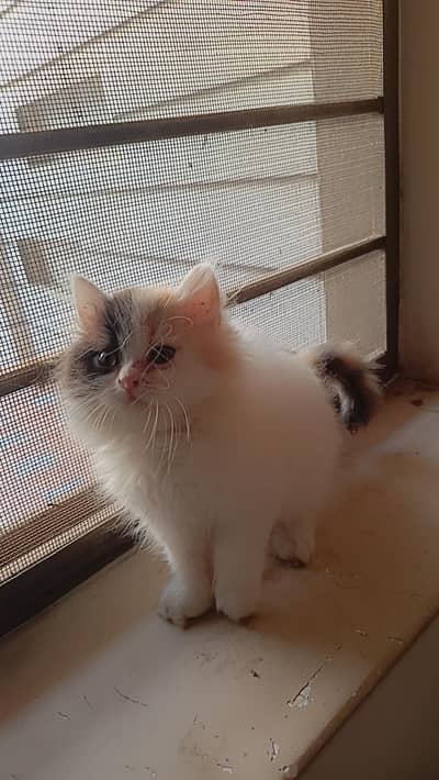 Persian Van Calico Kitten