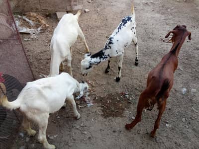 Bakra sale in Karachi