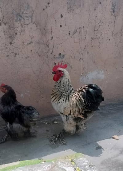 Bantam Cook and Chicks