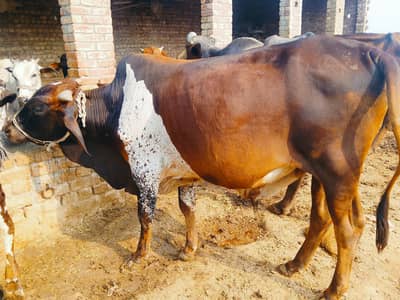 for sale bull