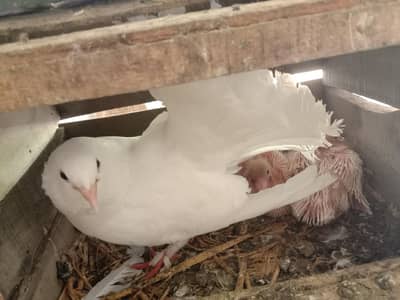 Heavy size lucka pair with 2 chicks