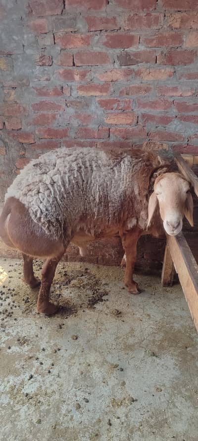 Heavy Dumba for sale