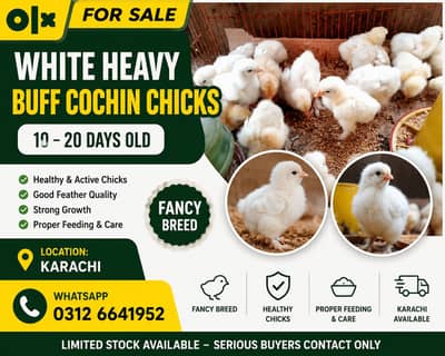 White Heavy Buff Cochin Chicks For Sale | 10–20 Days Old