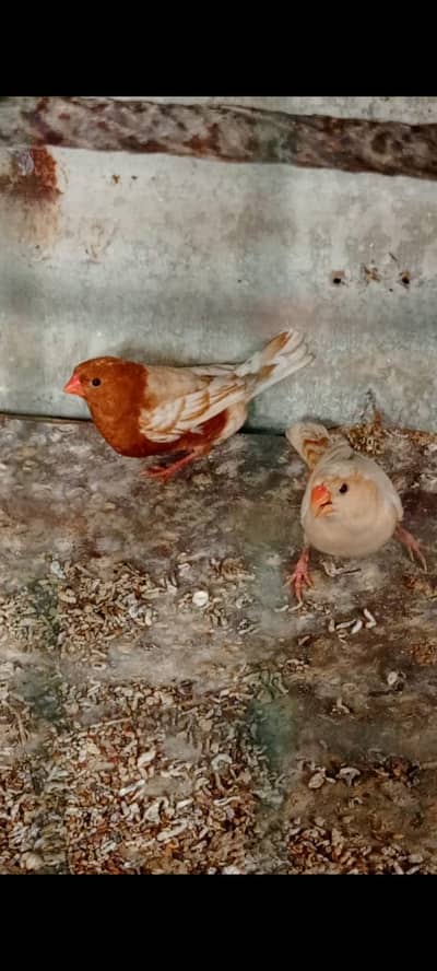 Full Orange Male And Full Orange Female Breedar Pair