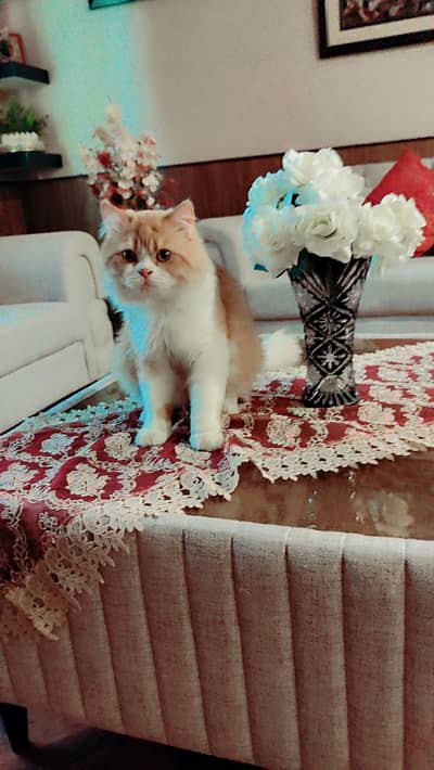 beautiful Persian Cat for sale