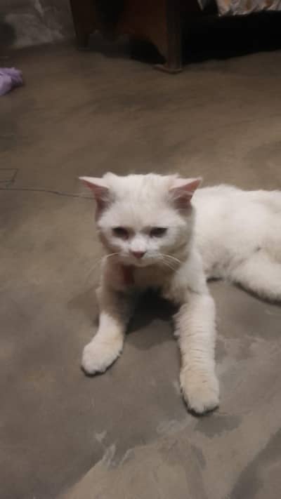 Persian male fully adult ready for breed friendly train