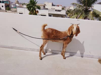 khassi 2 dand home goat