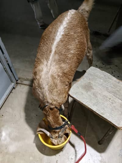 khassi 2 dand home goat