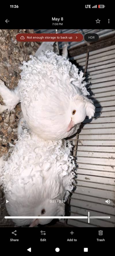 frill back frillback American nun fancy pigeon kabotar