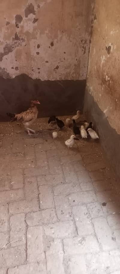 Healthy 1 Month Old White Leghorn & Australorp Chicks
