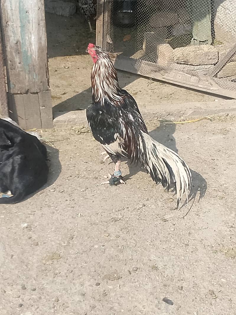 lasani eggs 0