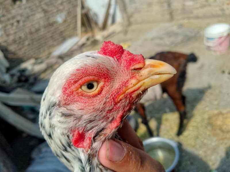 lasani eggs 2