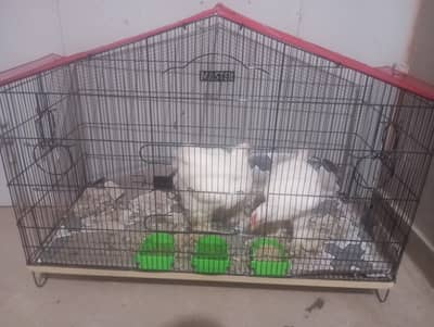 Bantam Hens for sale urgently