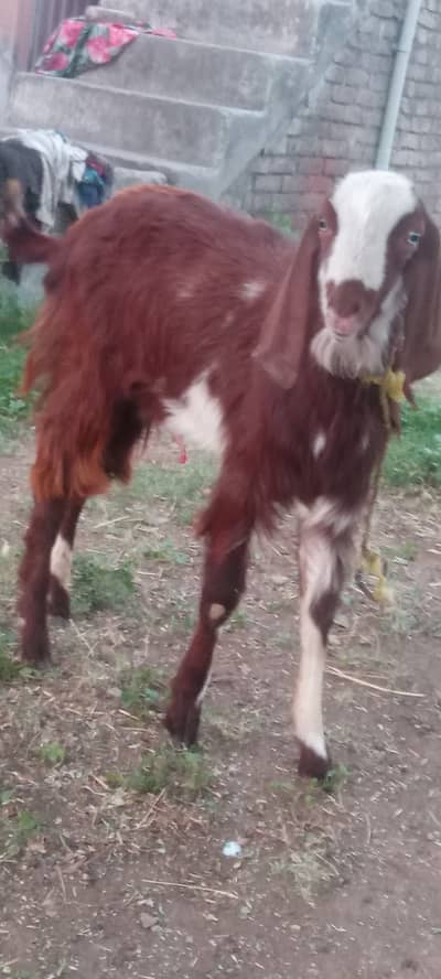 qurbani k liye