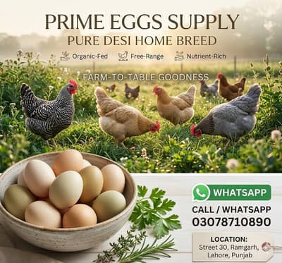 Desi Home Eggs / Eggs for sale