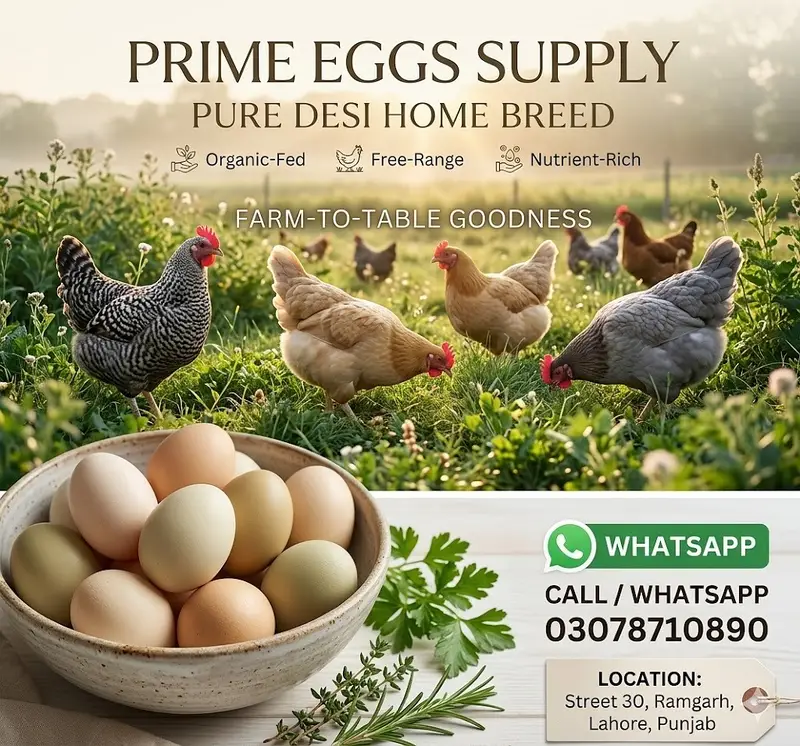 Desi Home Eggs / Eggs for sale