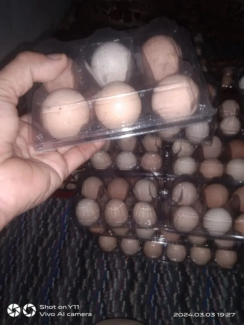 Desi Home Eggs / Eggs for sale — photo 7