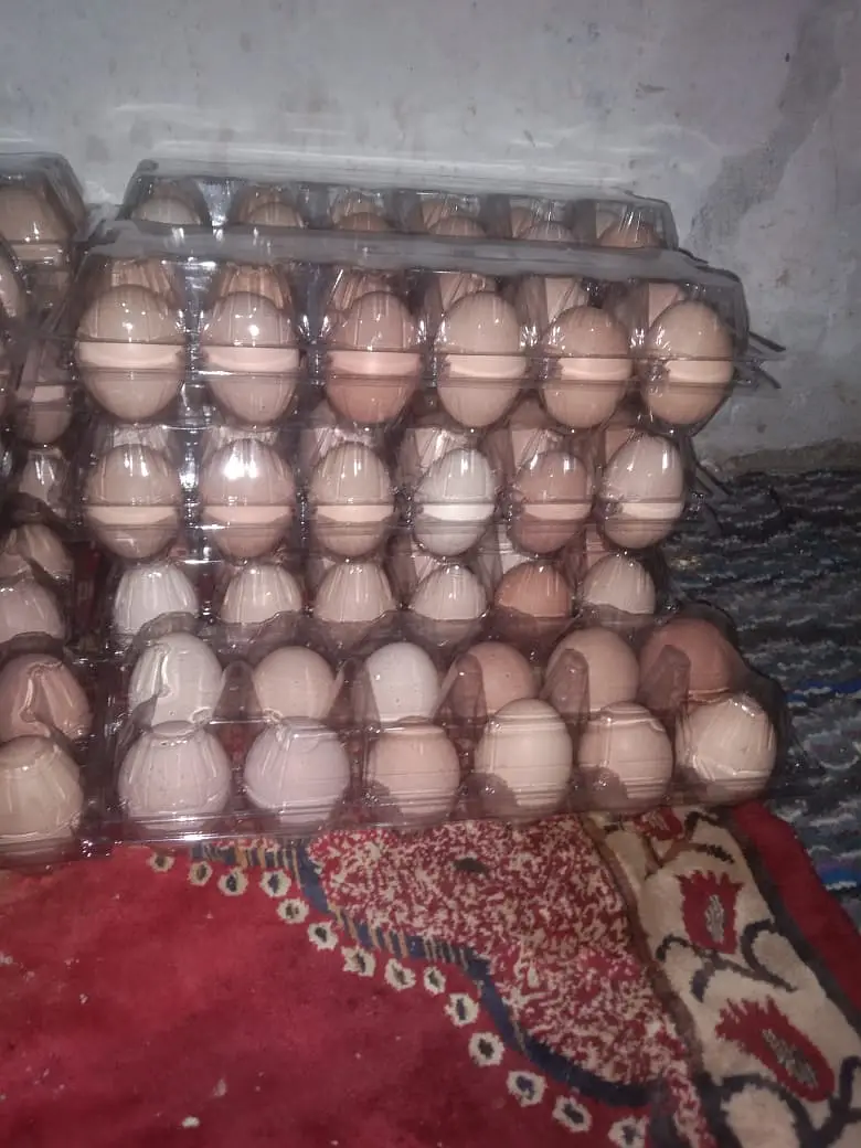 Desi Home Eggs / Eggs for sale — photo 8