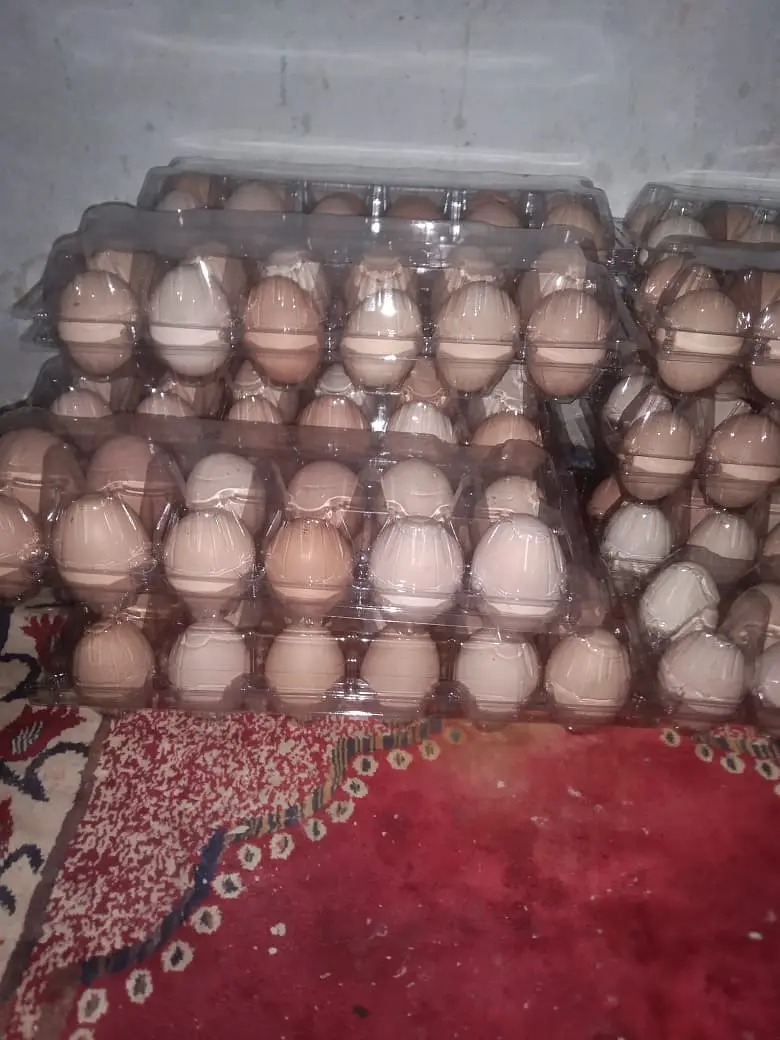 Desi Home Eggs / Eggs for sale — photo 9