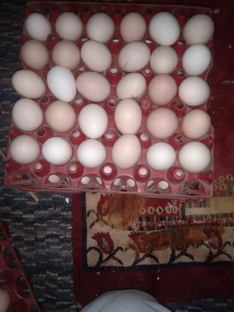 Desi Home Eggs / Eggs for sale — photo 10