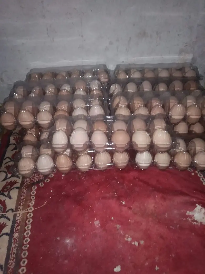 Desi Home Eggs / Eggs for sale — photo 11