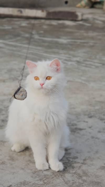 Urgent Sale: Extreme Triple Coat Persian Female | Healthy & Active