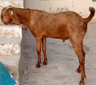 Goat | Quarbani Bakra | Desi Goat | Quarbani Animal